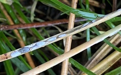 Chionaspis pinifoliae