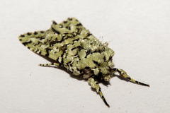 Meterana exquisita
