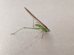 Conocephalus upoluensis