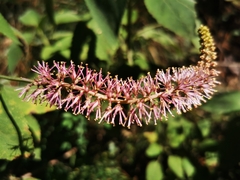 Schoenocaulon macrocarpum