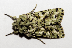 Meterana exquisita