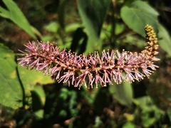 Schoenocaulon macrocarpum