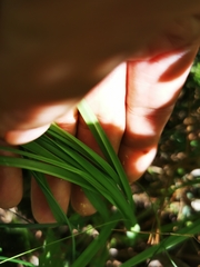 Schoenocaulon macrocarpum