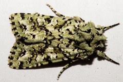 Meterana exquisita