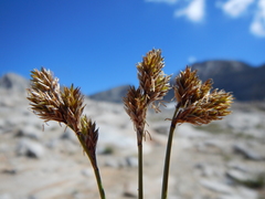 Carex tahoensis