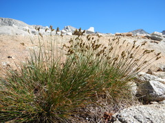 Carex tahoensis