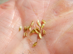 Carex tahoensis