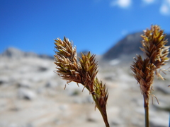 Carex tahoensis