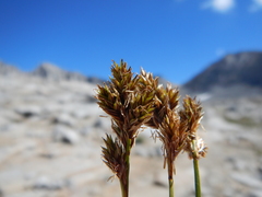 Carex tahoensis