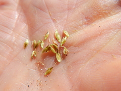 Carex tahoensis