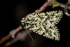 Meterana exquisita