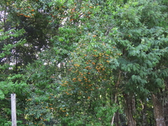 Ehretia latifolia