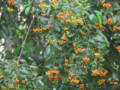 Ehretia latifolia