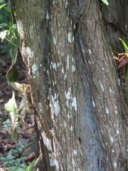Ehretia latifolia