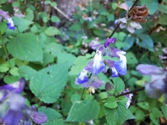 Salvia compsostachys