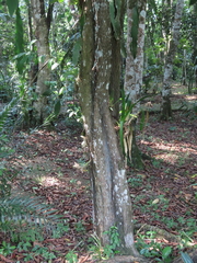 Ehretia latifolia