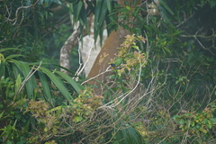Euphonia fulvicrissa