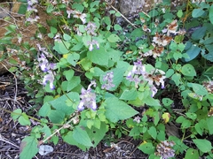 Salvia compsostachys