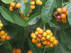 Ehretia latifolia