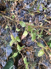 Eupatorium pilosum