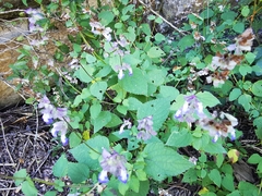 Salvia compsostachys