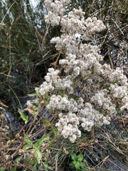 Eupatorium pilosum