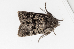 Physetica cucullina