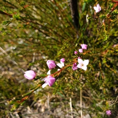 Boronia deanei