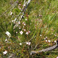 Boronia deanei