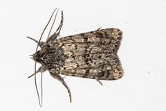 Physetica cucullina