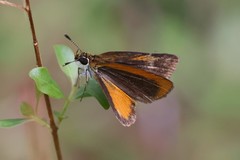 Ancyloxypha numitor image