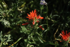 Castilleja foliolosa