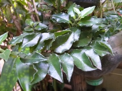 Euphorbia tithymaloides