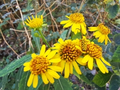 Ochraethes pollinosus