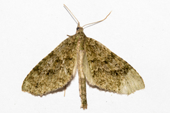 Tatosoma monoviridisata