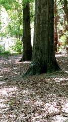 Sciurus carolinensis