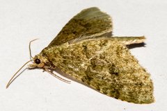 Tatosoma monoviridisata