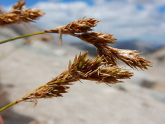Carex tahoensis