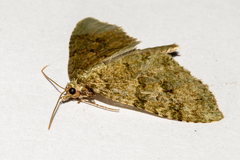 Tatosoma monoviridisata