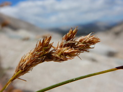 Carex tahoensis