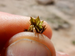 Carex tahoensis