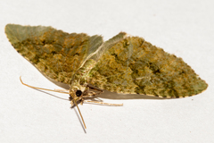 Tatosoma monoviridisata