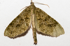 Tatosoma monoviridisata