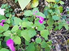 Scutellaria seleriana