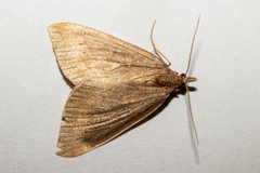 Xanthorhoe occulta