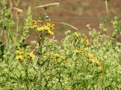 Senecio oxyphyllus