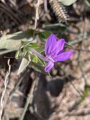Justicia austrocapensis
