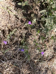 Justicia austrocapensis