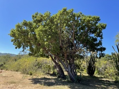 Nahuatlea arborescens