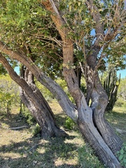 Nahuatlea arborescens